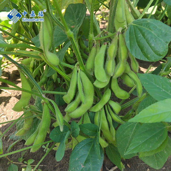 IQF Frozen Salted Edamame - Image 3
