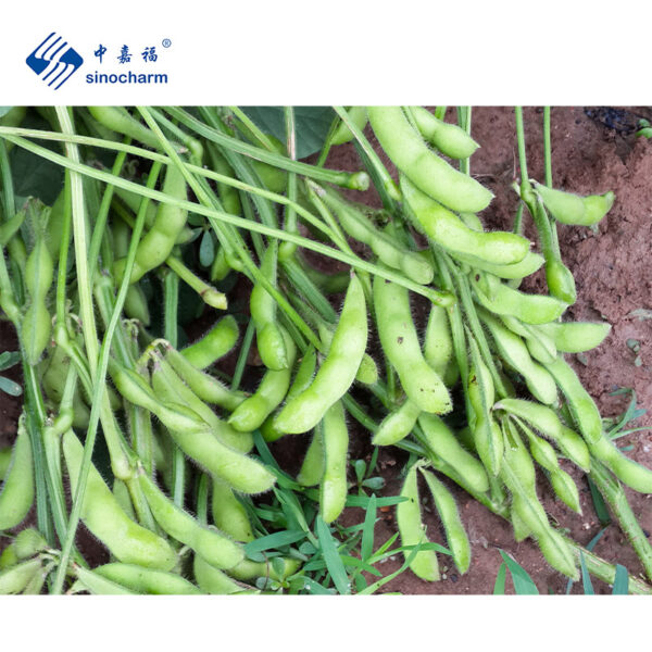 IQF Frozen Tri-Kernels Edamame - Image 4